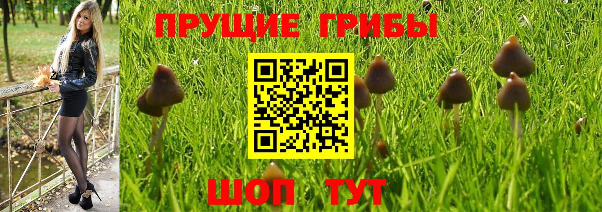 Псилоцибиновые грибы мухоморы Северск